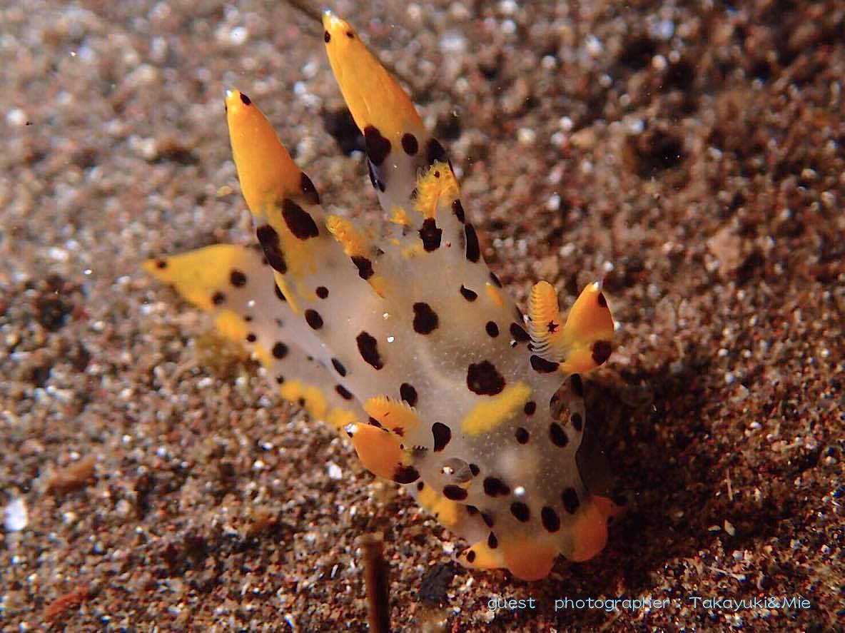 大瀬崎の海の生き物
