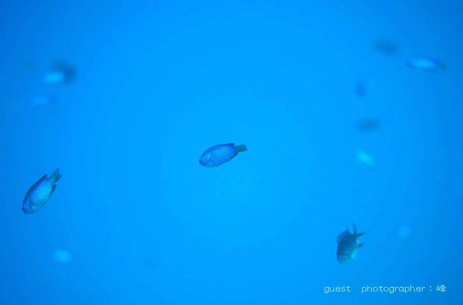 泳ぎ回るソラスズメダイにキビナゴ