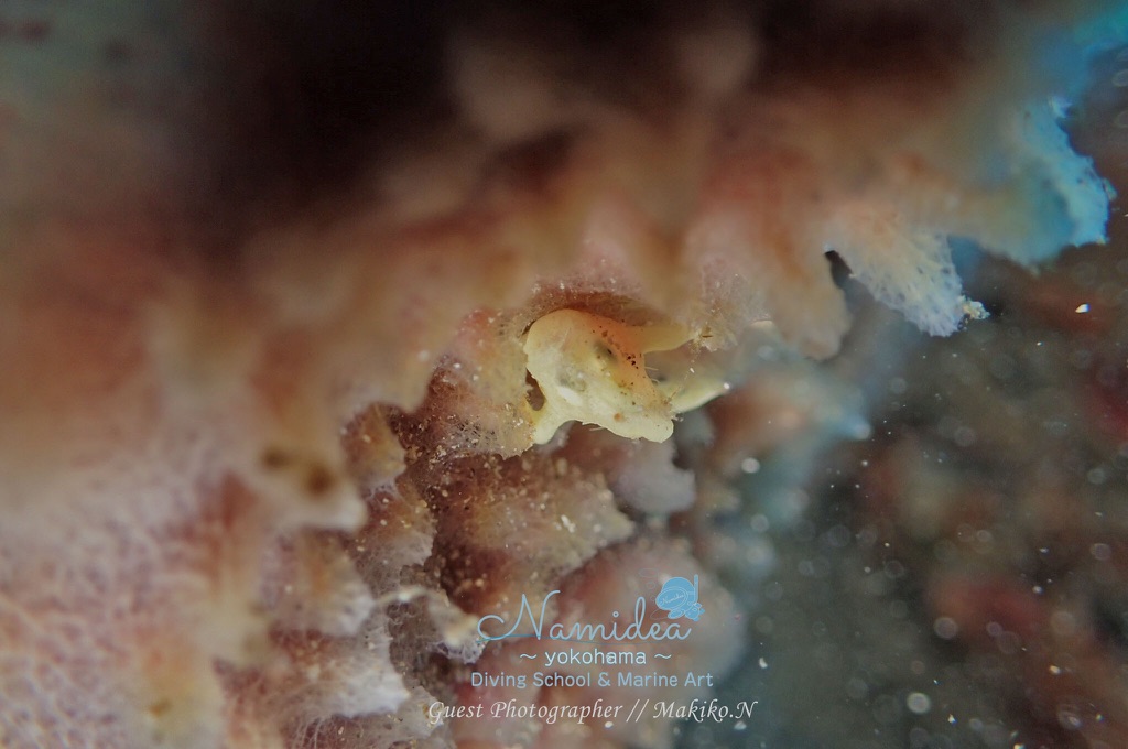 1cm位のオオモンカエルアンコウ