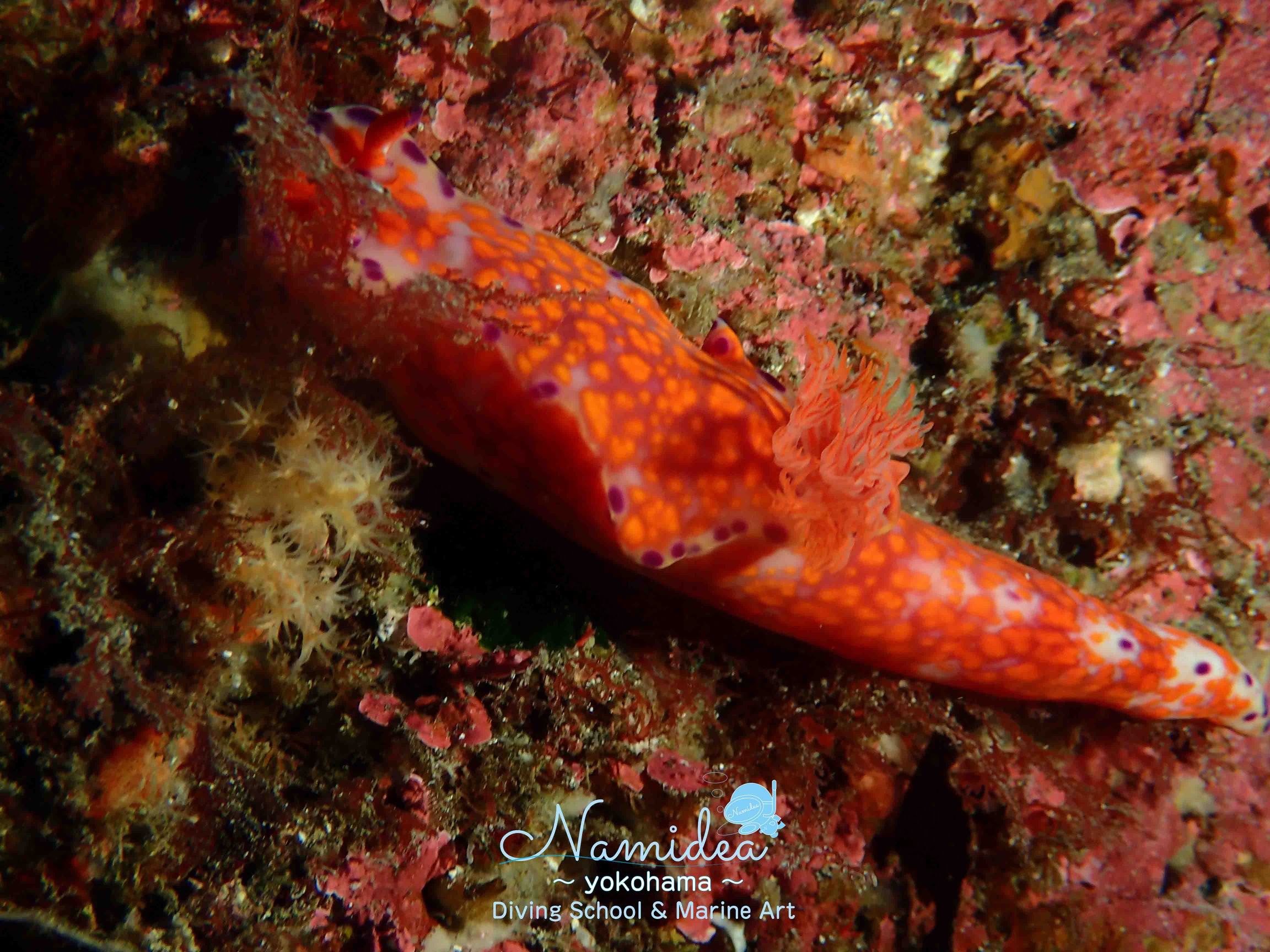 大瀬崎で見つけたニシキウミウシ