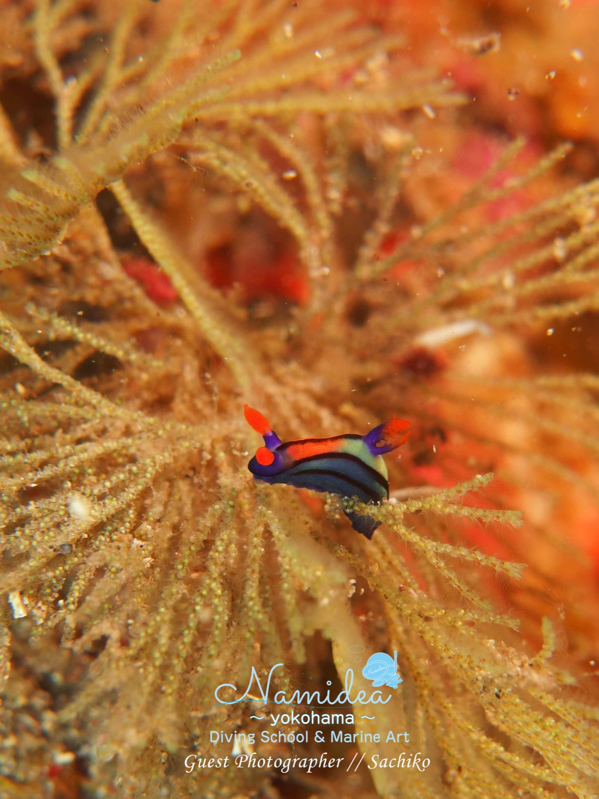 セトリュウグウウミウシ