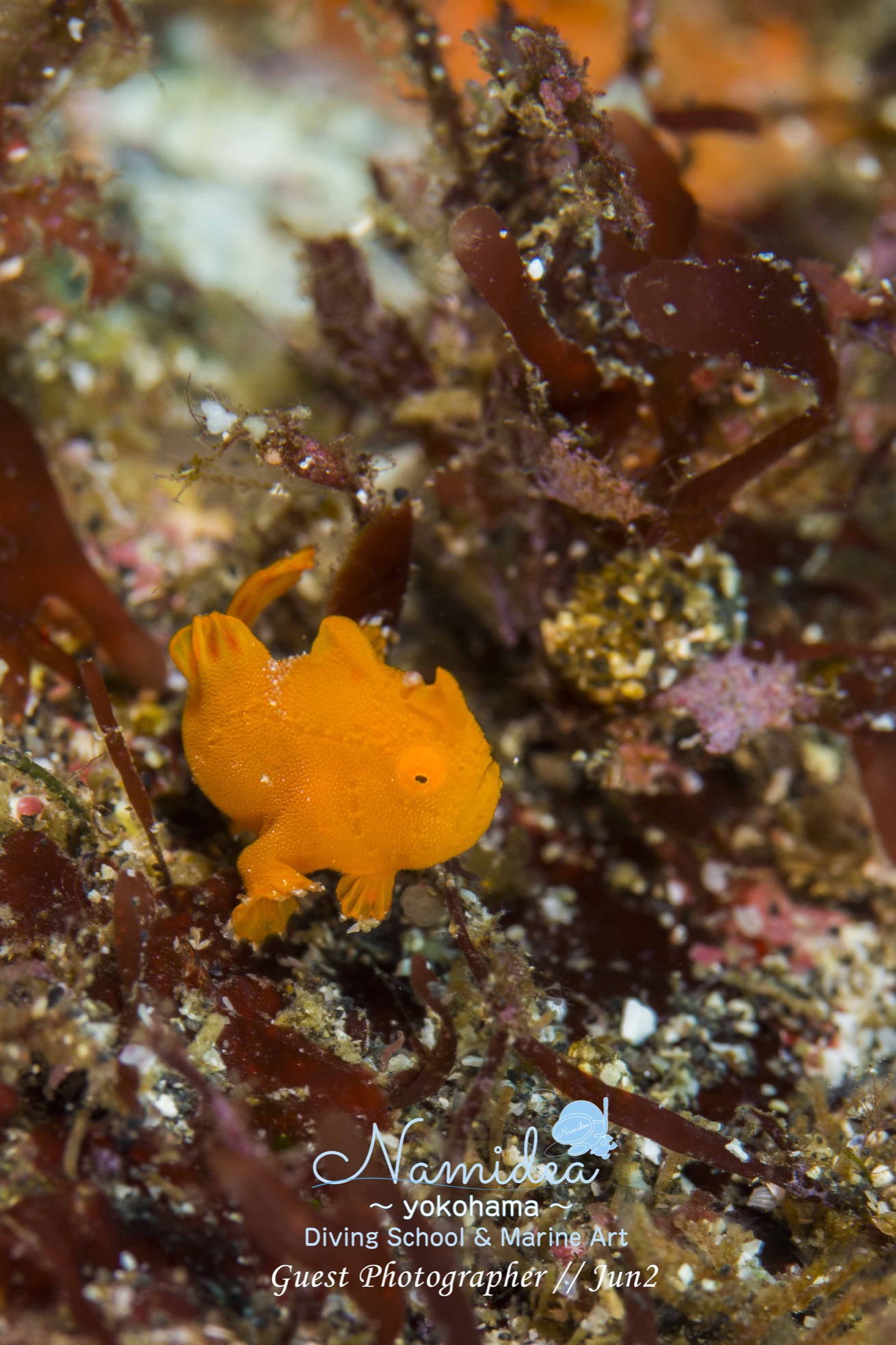 イロカエルアンコウ