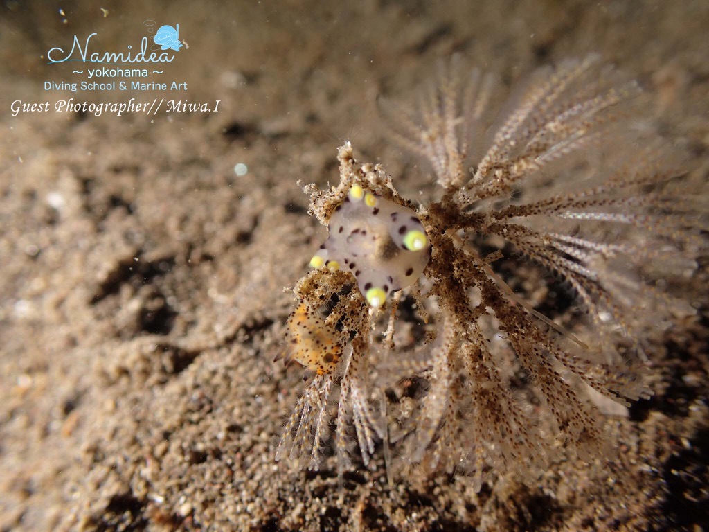 冬の風物詩 ツノザヤにコソデウミウシ