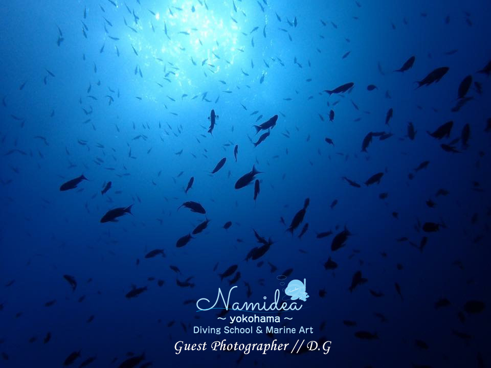 キンギョハナダイ