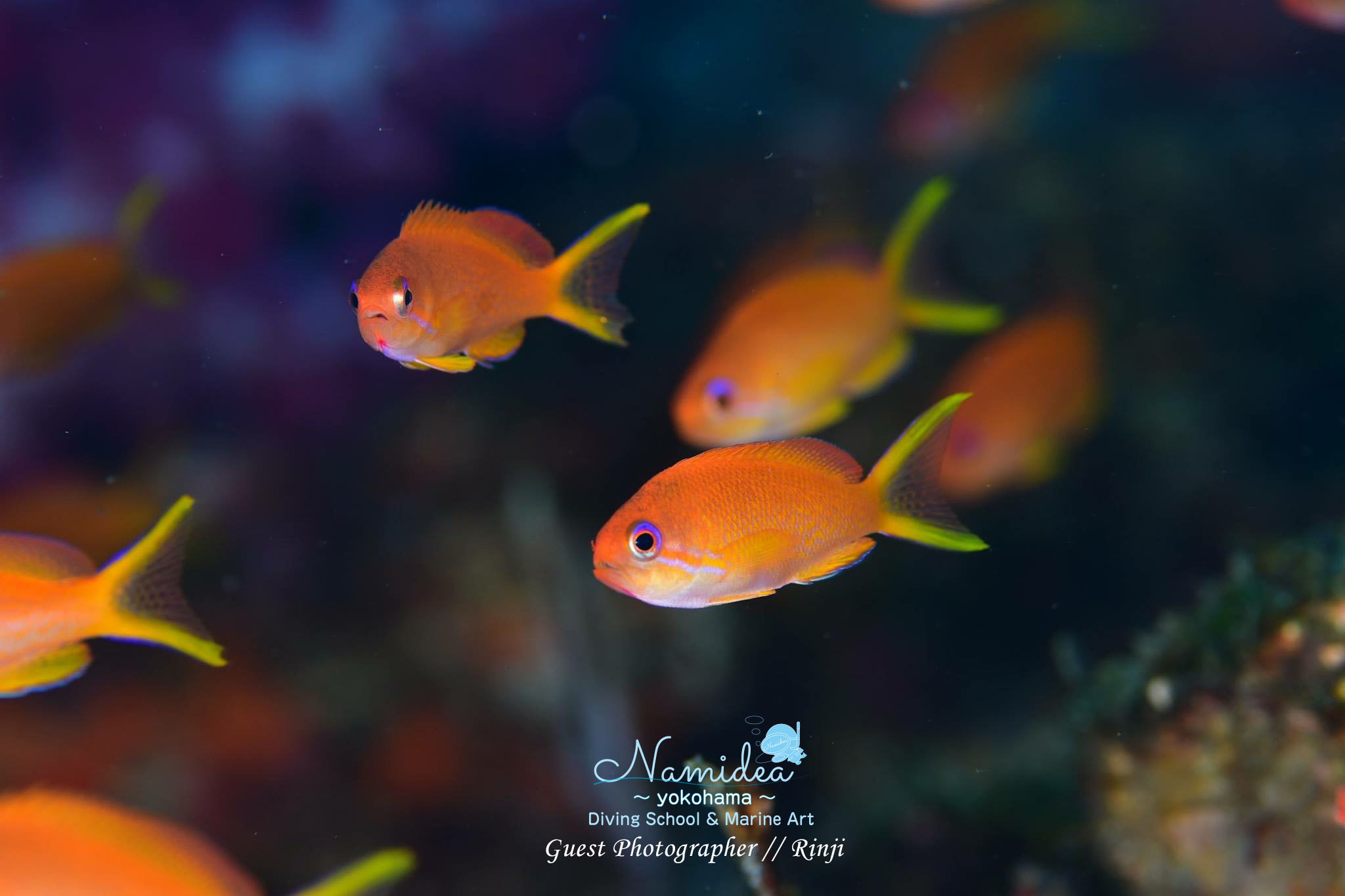 キンギョハナダイをマクロで狙う