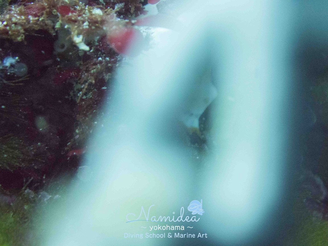 失敗した水中写真