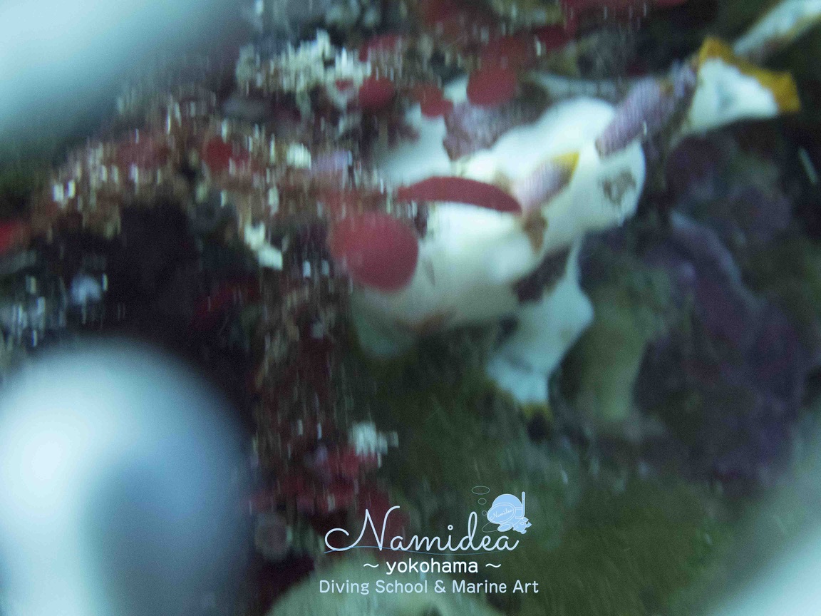 ボケた水中写真