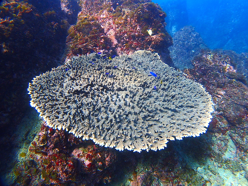 伊豆で一番と言われているテーブルサンゴ