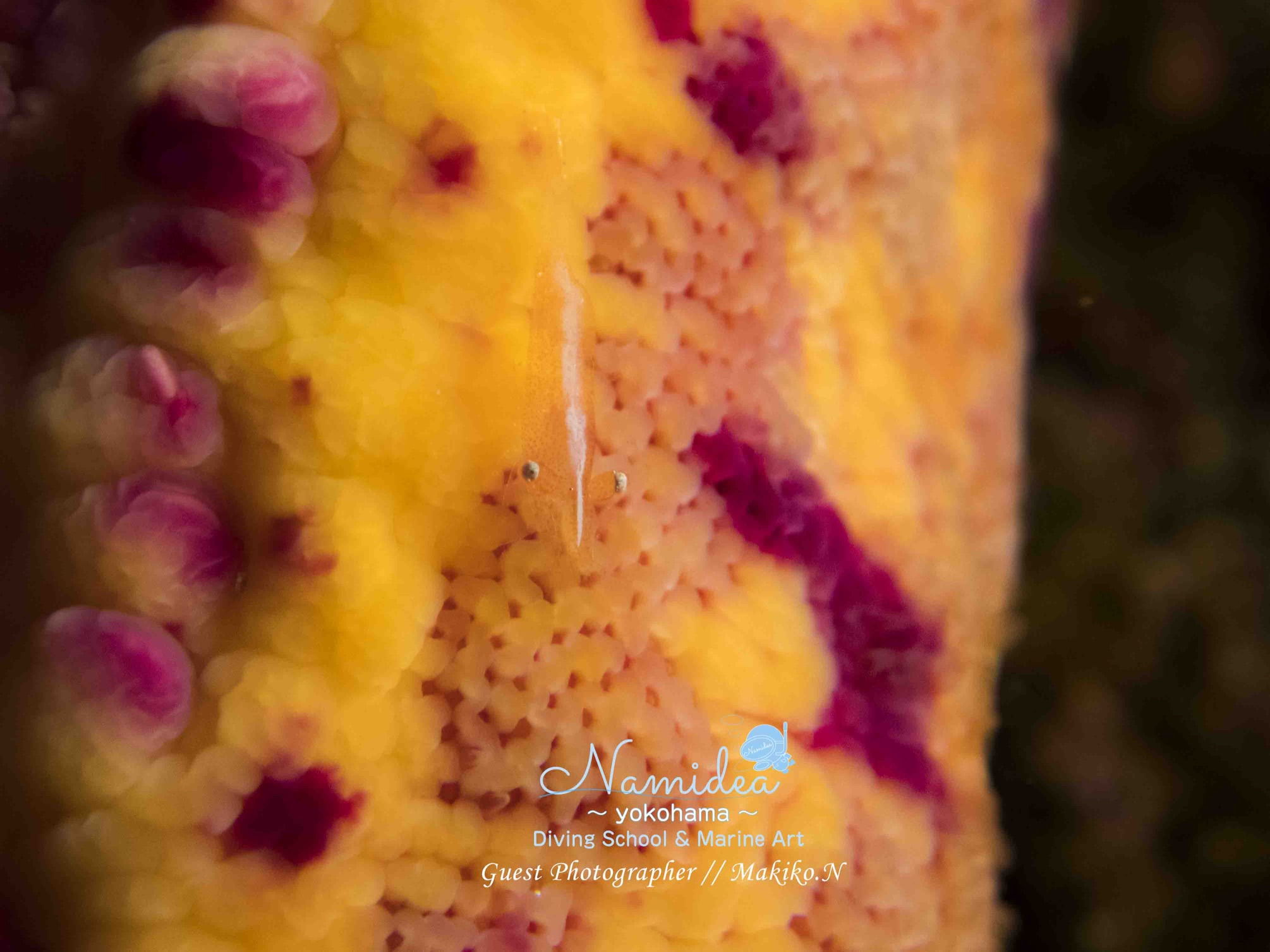 ヒトデヤドリエビ