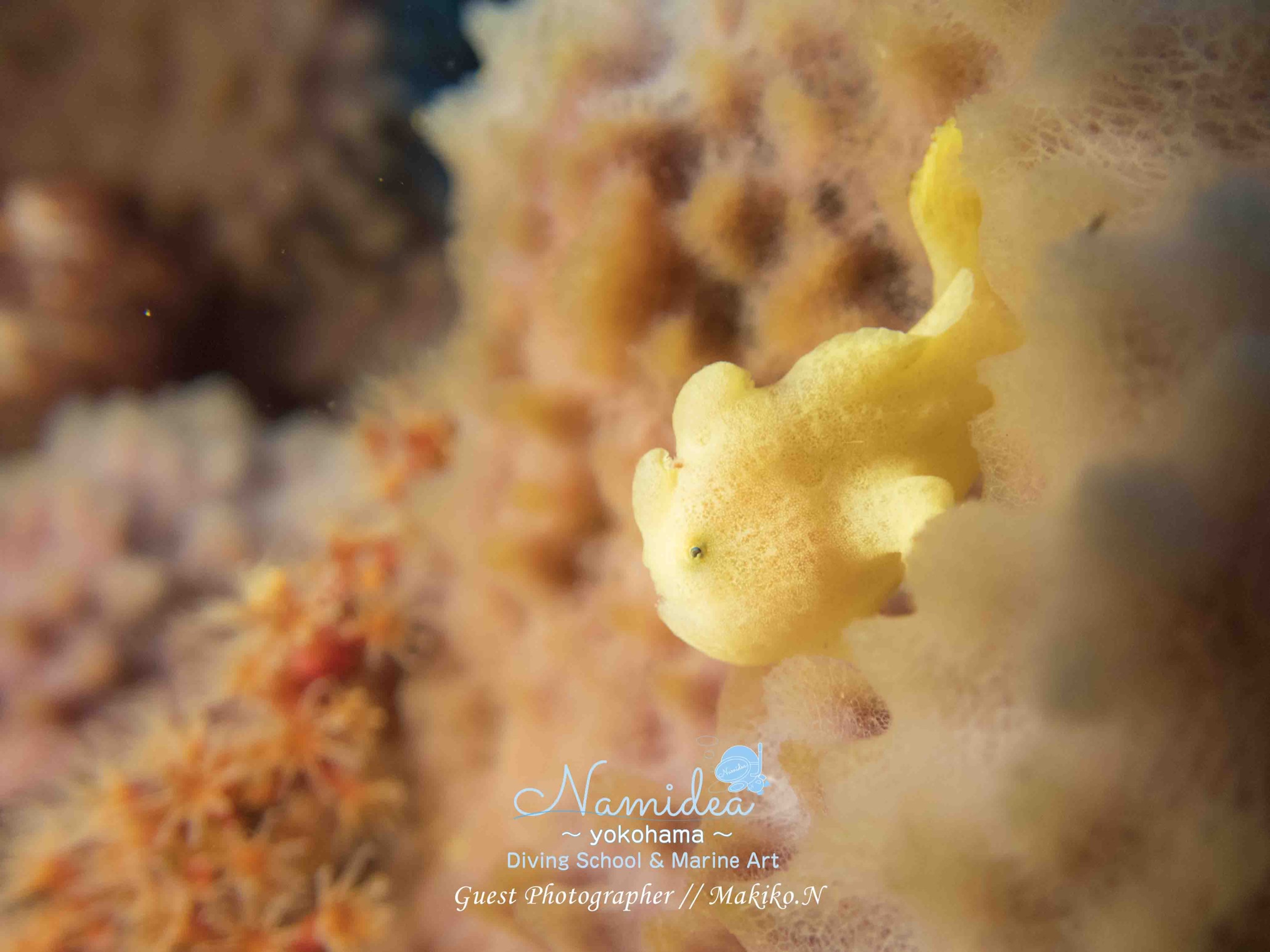 オオモンカエルアンコウ