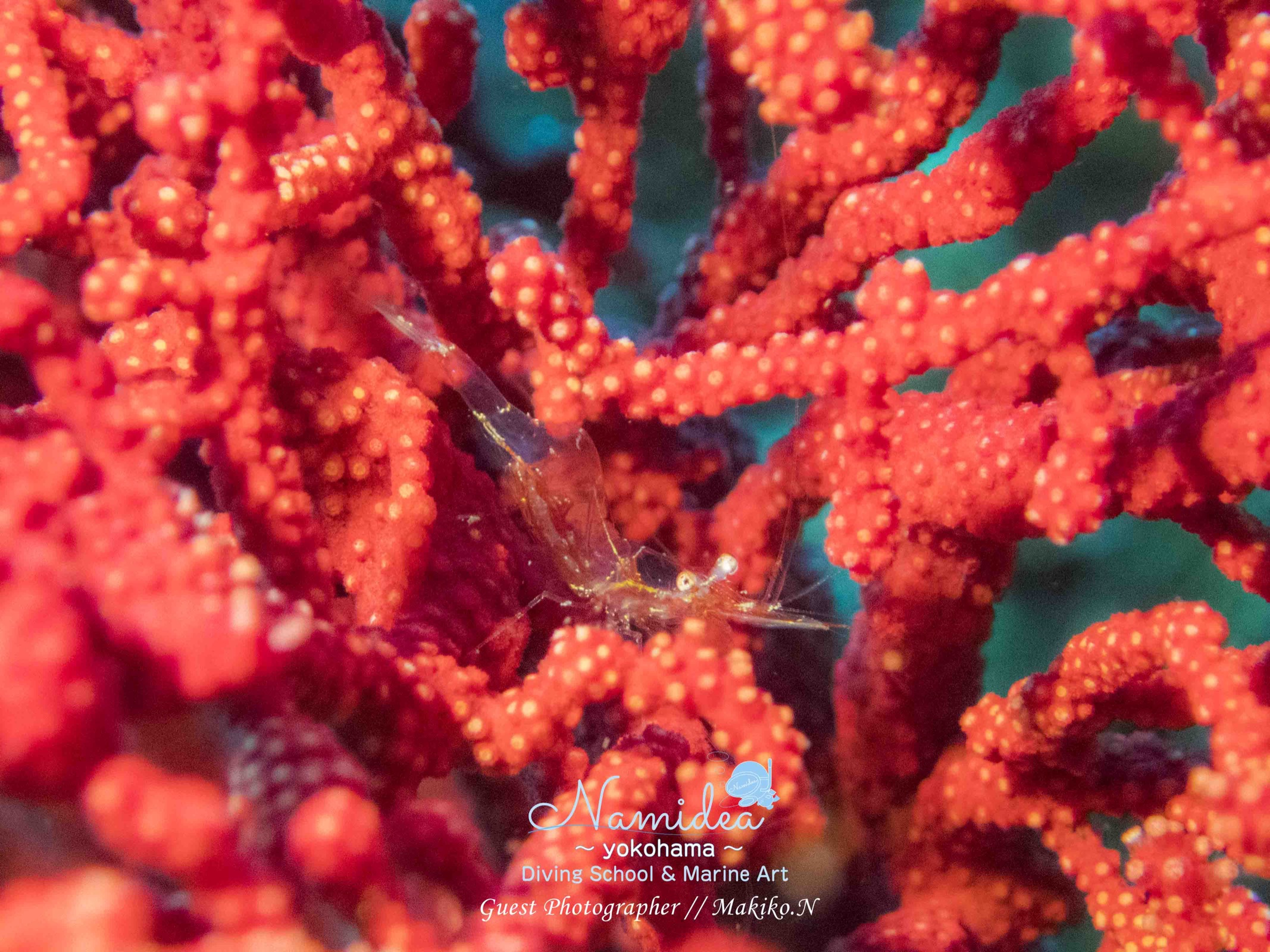 アカスジカクレエビ