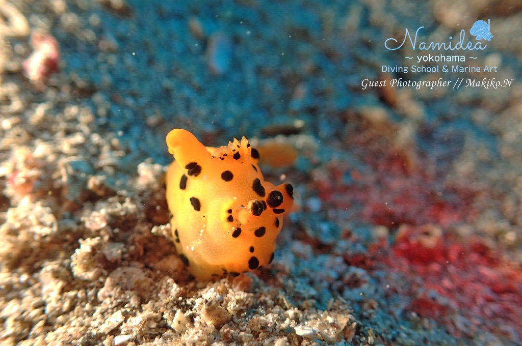 奥の砂地にはカンナウミウシ