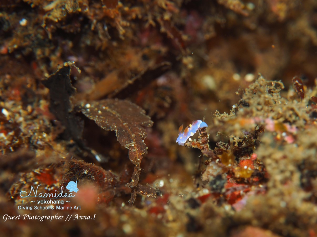 ミアミラウミウシの幼体