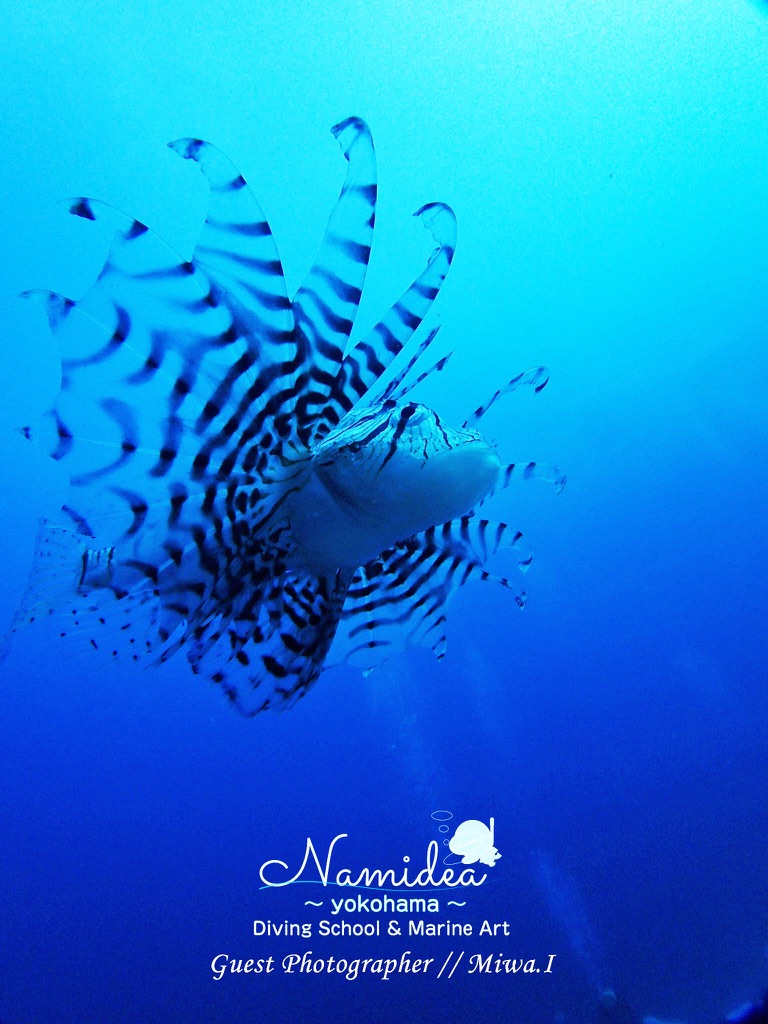 砂地にミノカサゴ