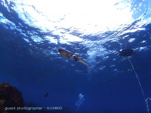 ダイビングベストシーズン