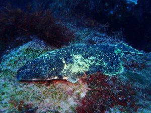 有名な黄金のヒラメ