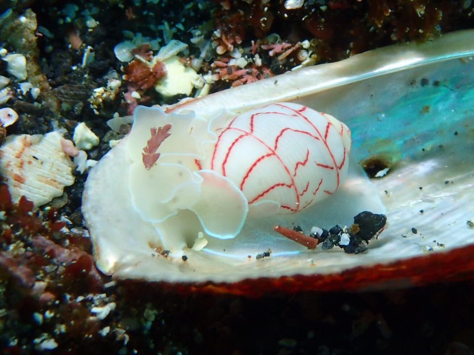 ベニシボリガイ