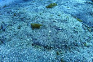 大瀬崎のキアンコウ