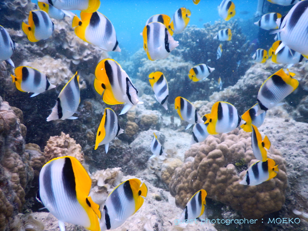 グアムの海にはサンゴや華やかな魚たちも