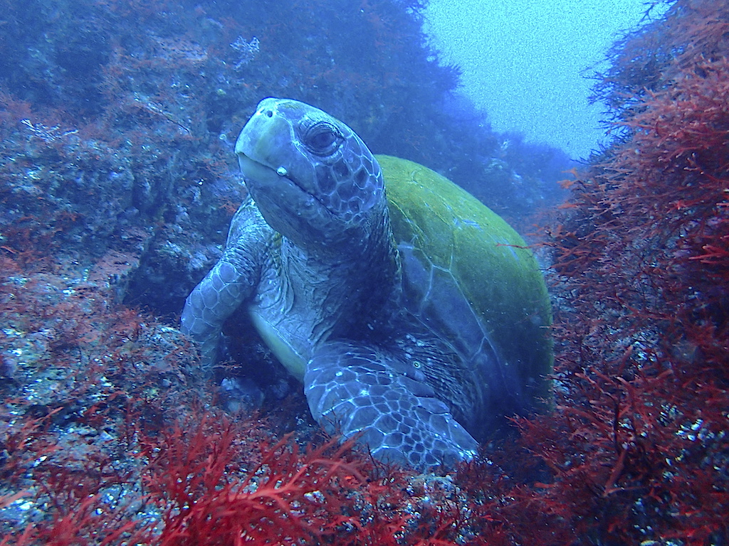 大島のカメ