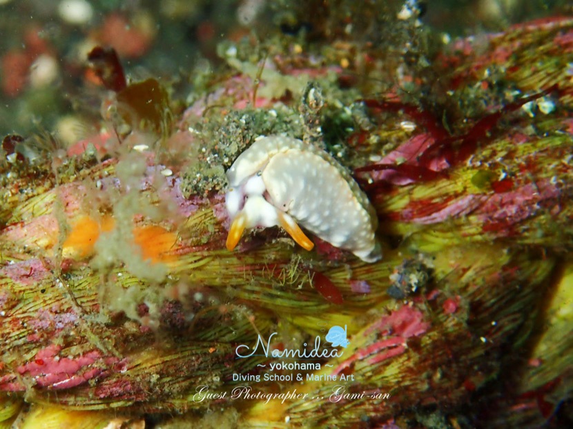 スウィートジェリーミドリガイ