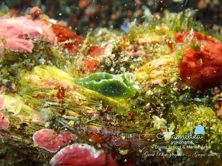 アオボシミドリガイ