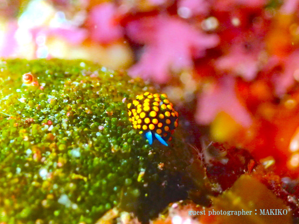 Namidea Yokohama テントウウミウシ