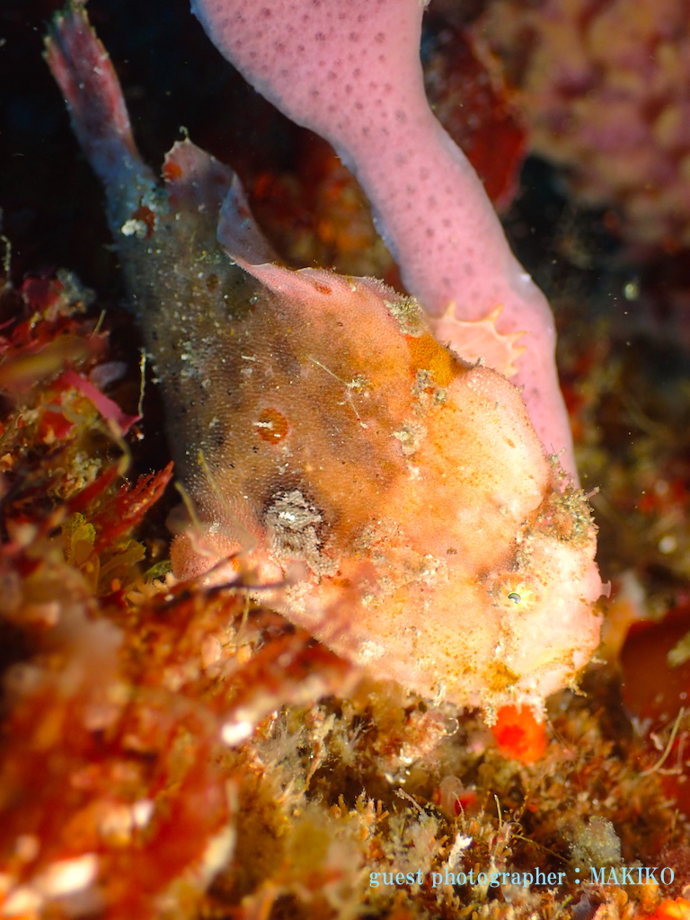 ナミディア　カエルアンコウ　富戸