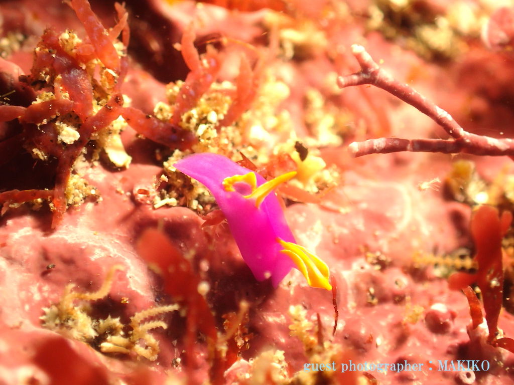 Namidea ムラサキウミコチョウ