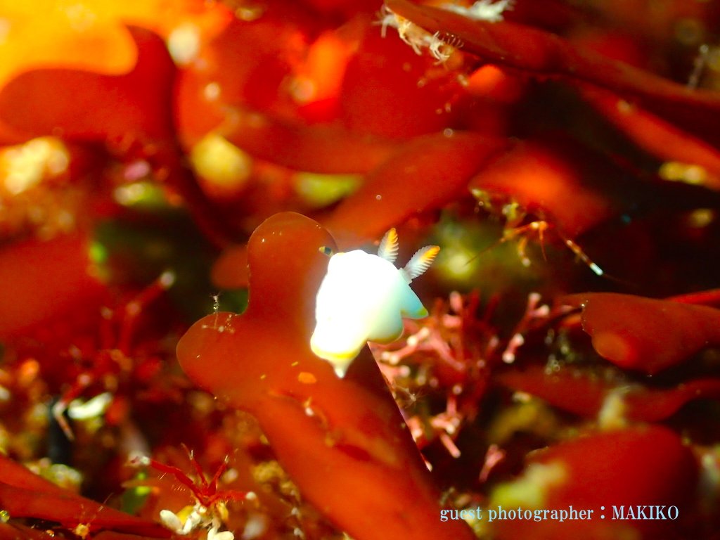 ナミディアヨコハマ　ウミウシ　ツアー