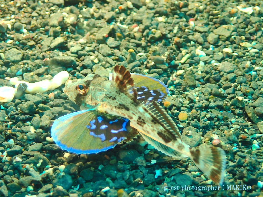 ナミディア　ホウボウ　ワキノハマ