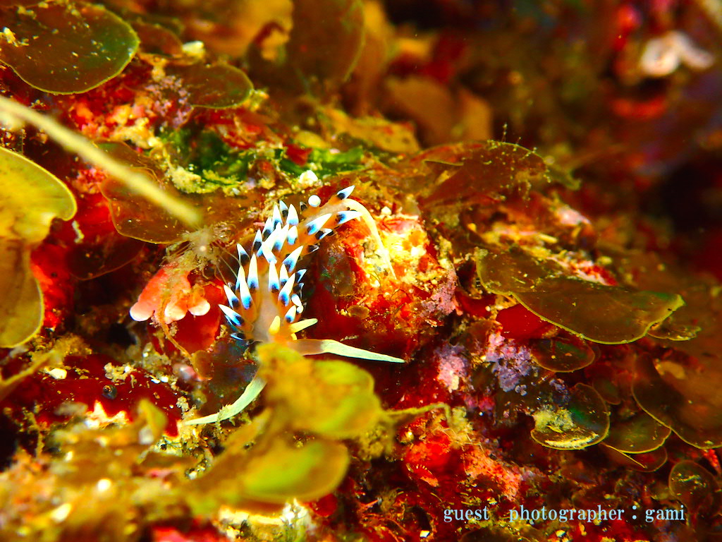 Namidea ウミウシパラダイス 浮島