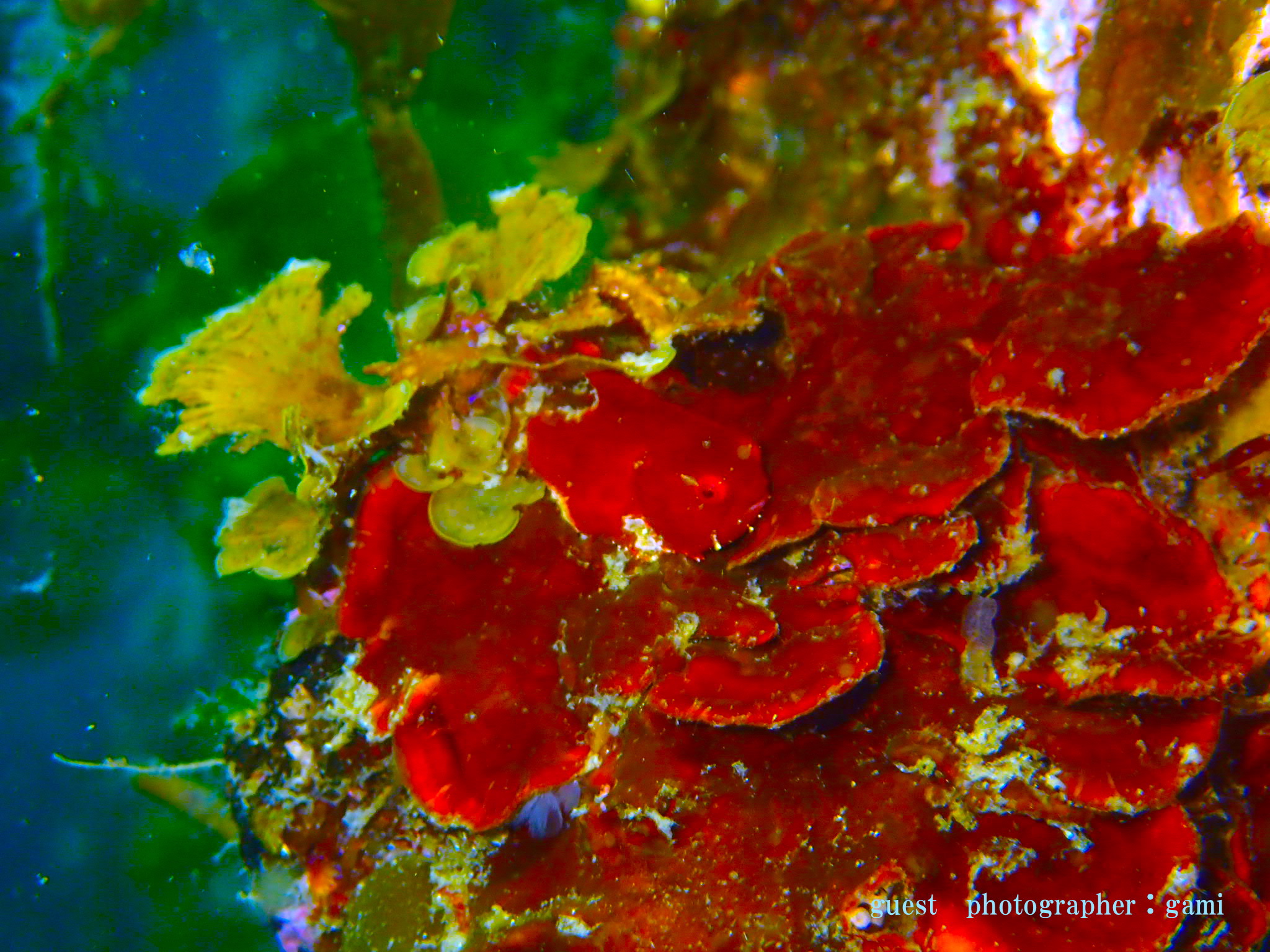 Namidea PPB ダンゴウオ