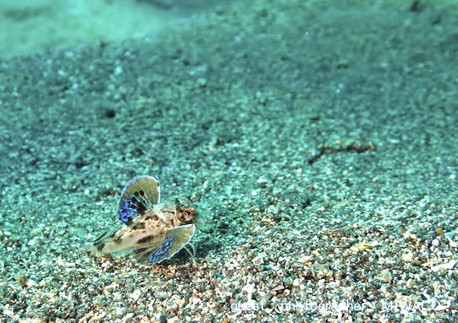 ナミディア　ホウボウ　あかちゃん