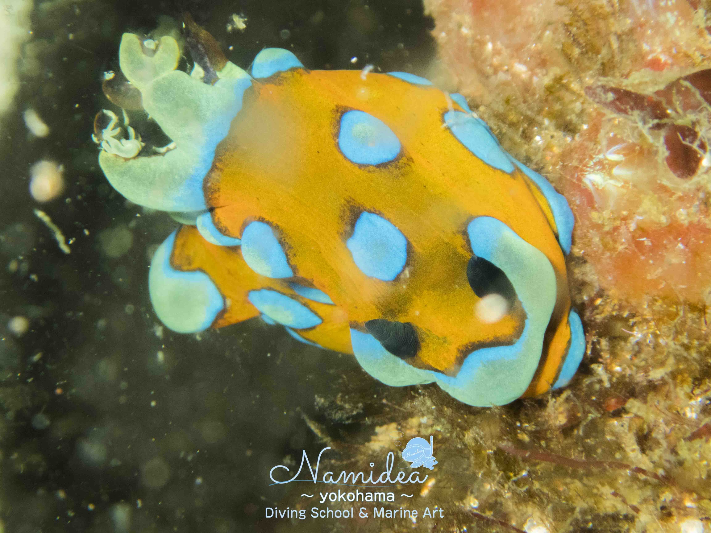 Namidea スタッフで大瀬崎 スルガリュウグウ