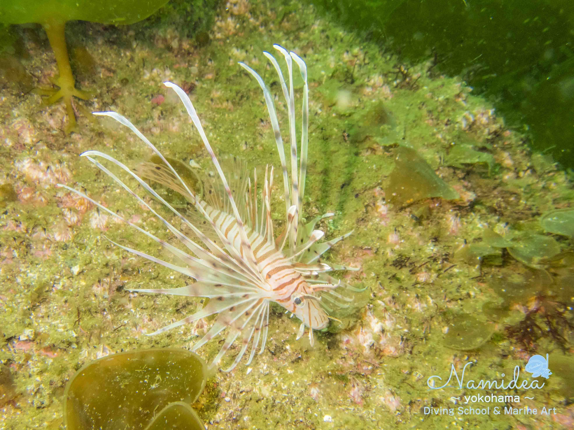 Namidea スタッフで大瀬崎 ミノカサゴ