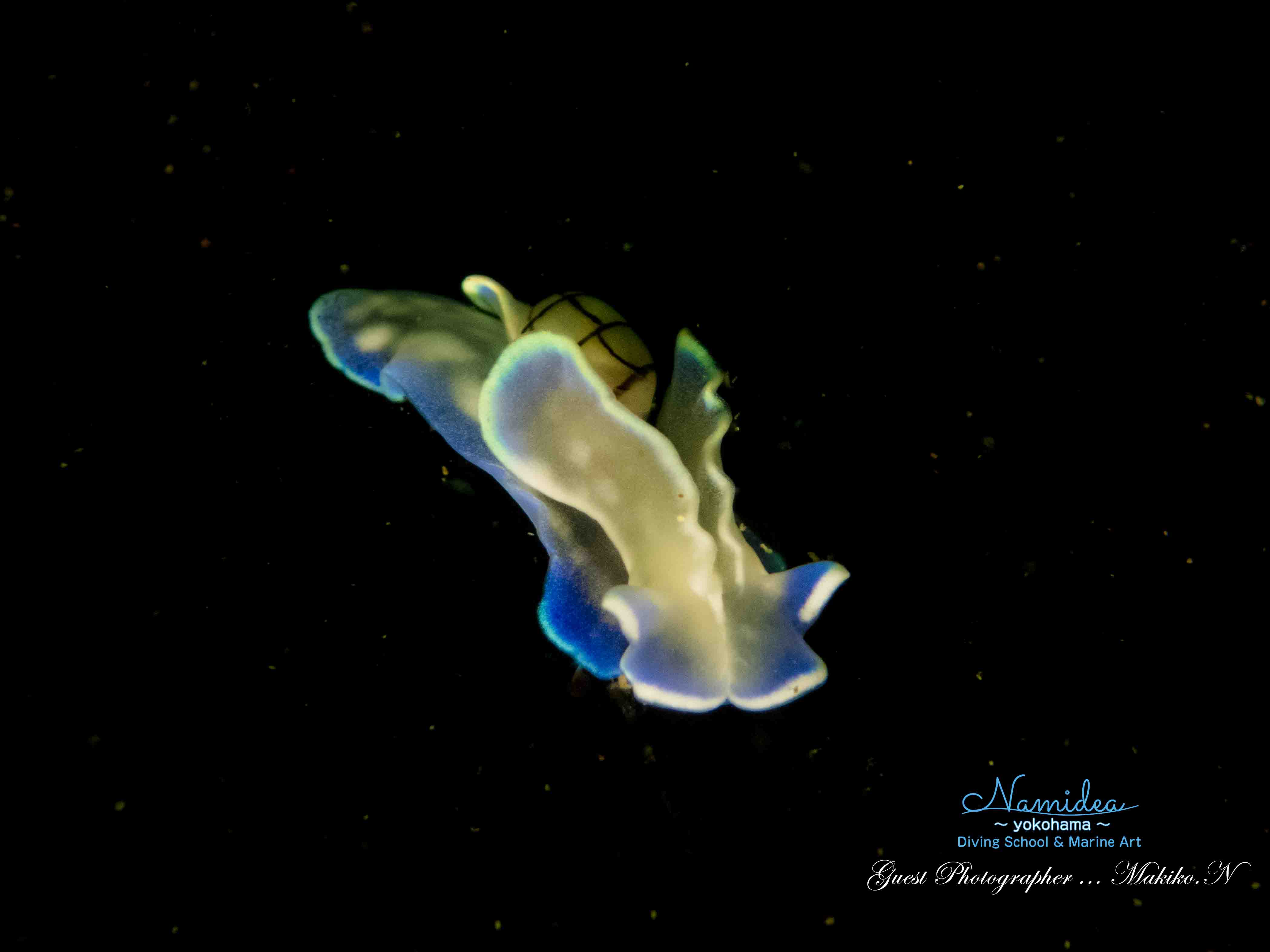 黒抜きのコンシボリガイ