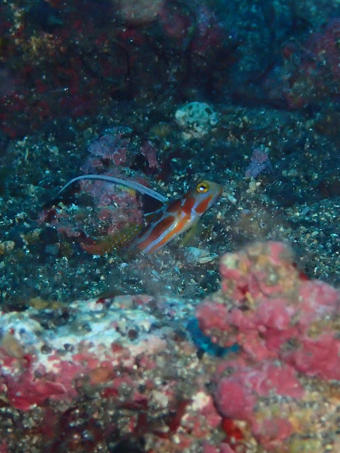 Namidea 伊豆大島　ヤシャハゼ