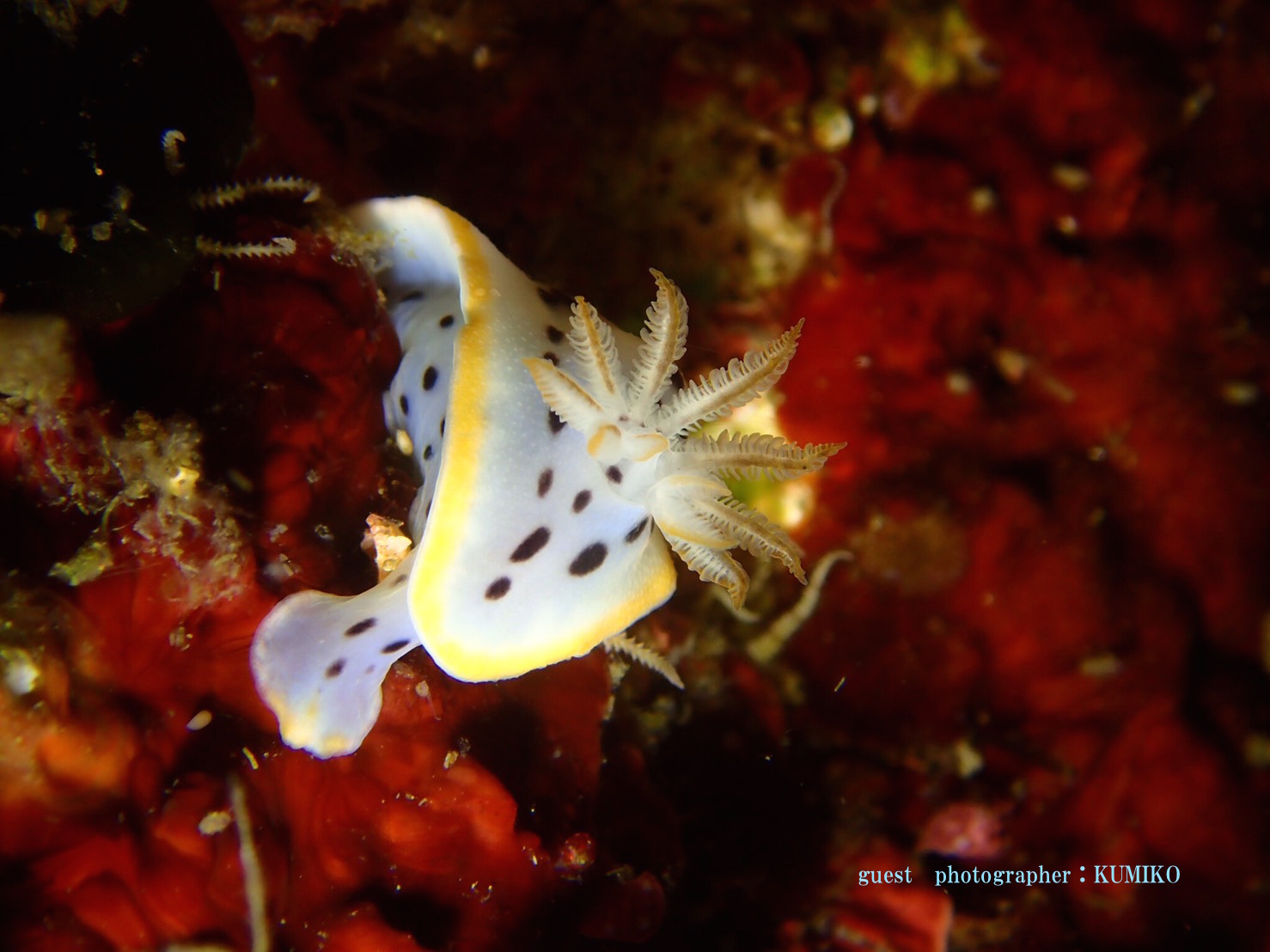 シロウミウシ　北川ボート