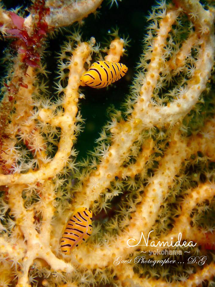 GW Namidea Yokohama ツアー