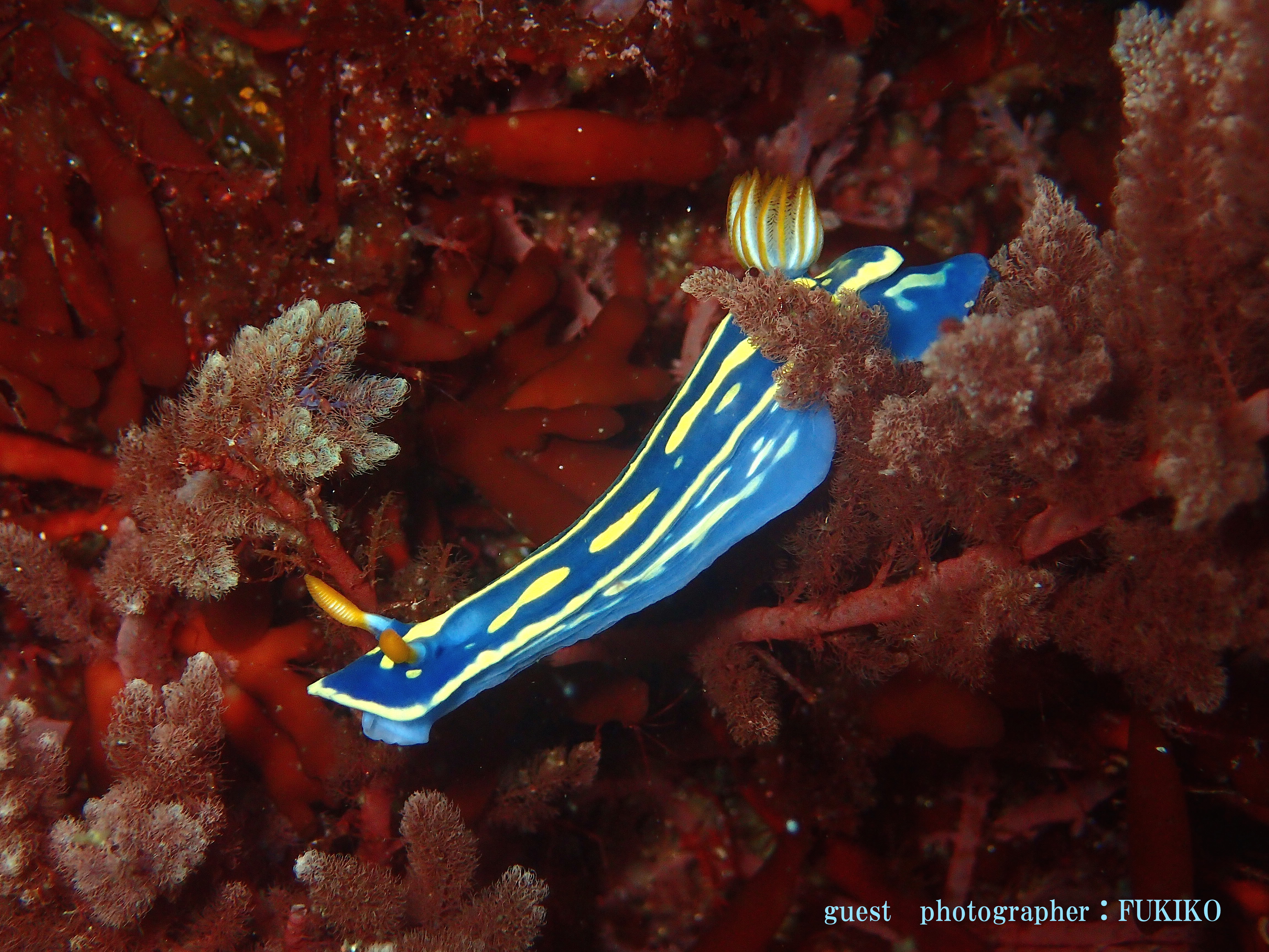 Namidea ウミウシ 秋の浜