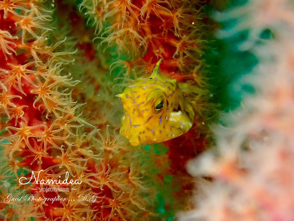 Namidea GWツアー 魚の子供も沢山