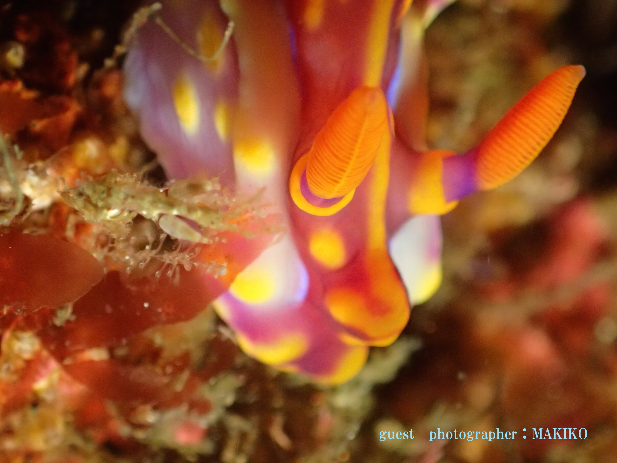 ミアミラウミウシ　伊豆北川