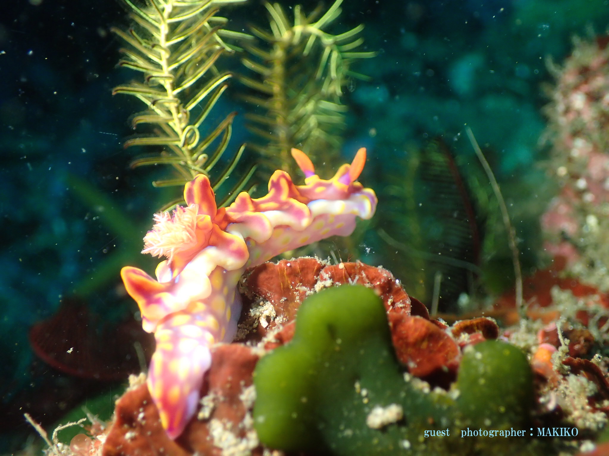 北川　ミアミラウミウシ