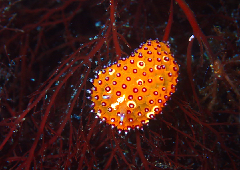 ナミディア トゲトゲウミウシ