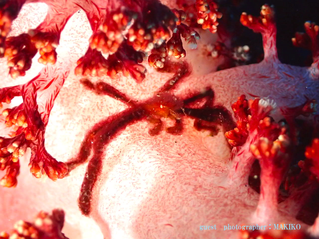 Namidea オラウータンクラブ