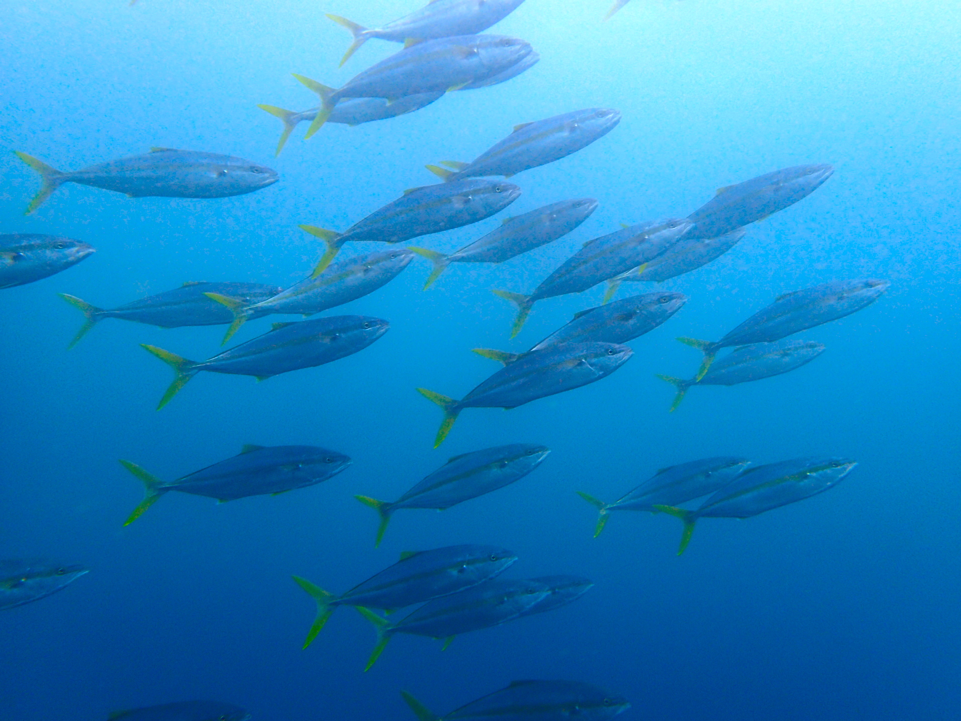 魚の群れ　石橋　ダイビング