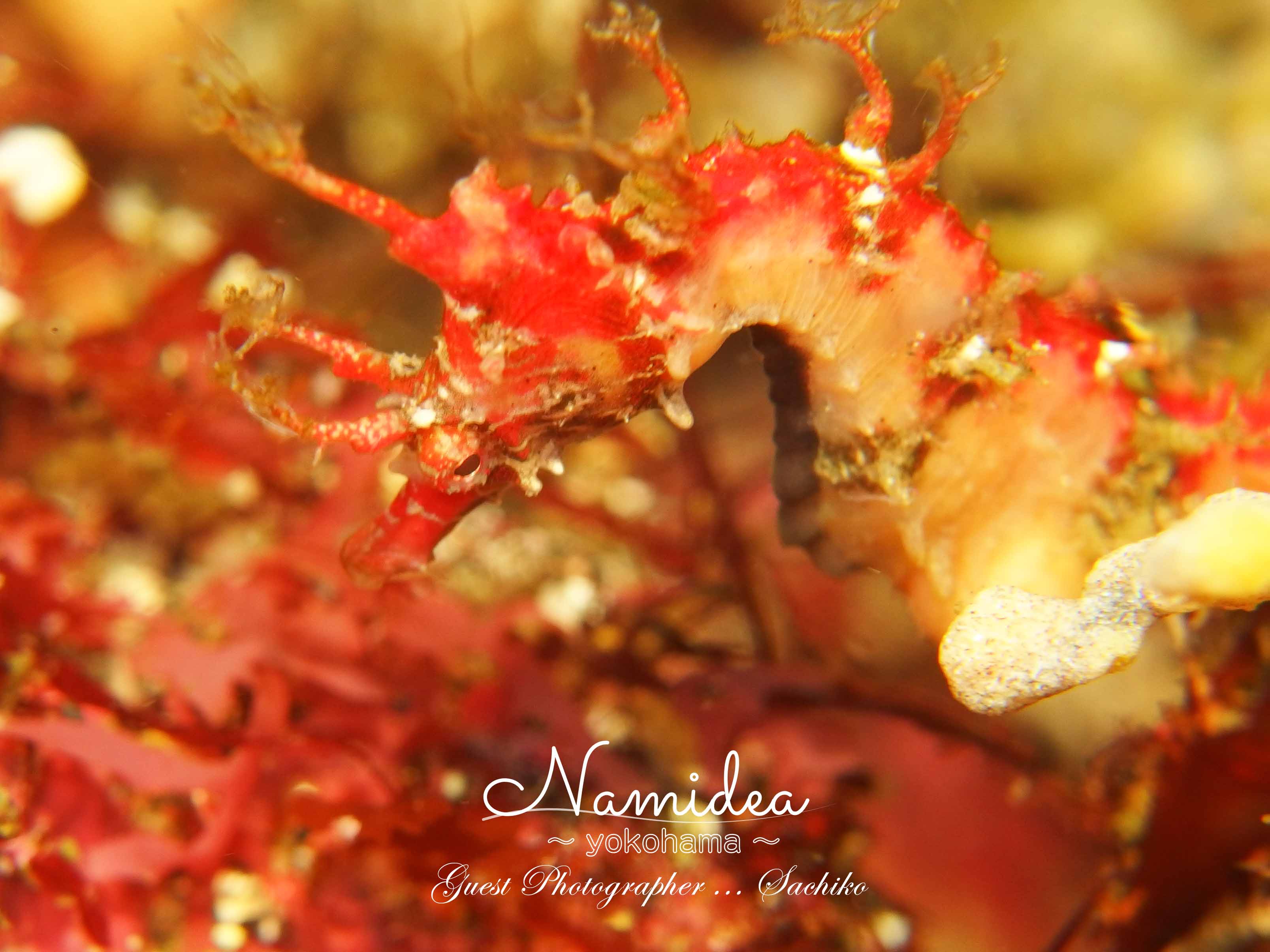 紅白の綺麗なタッちゃん