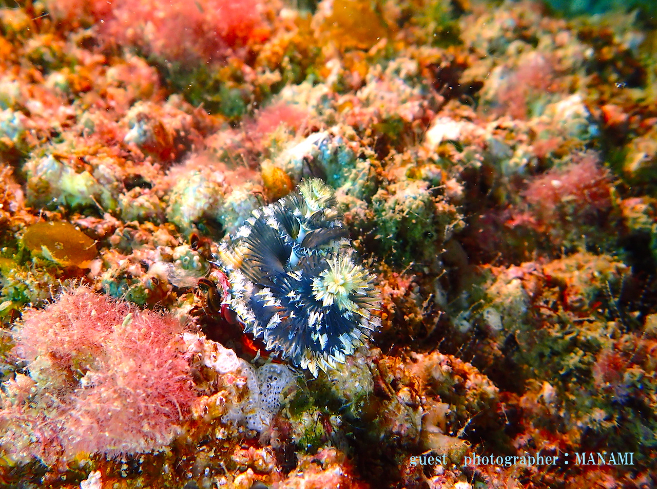 平沢 イバラカンザシ