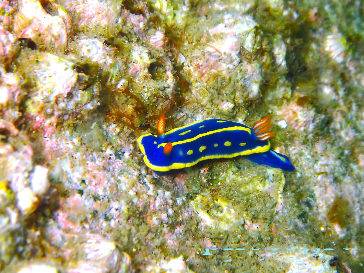 アオウミウシ 平沢